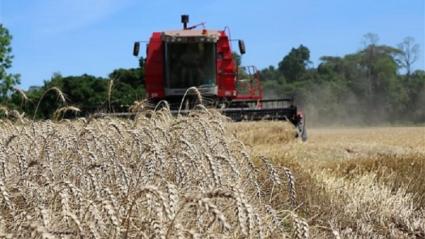 Colheita do trigo est quase concluda no Rio Grande do Sul