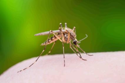 Santo Antnio das Misses est com alto ndice de infestao do mosquito da dengue